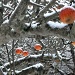 The (snowy) old apple tree by dulciknit