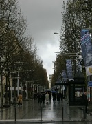 16th Dec 2011 - Champs Elysees