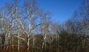 17th Dec 2011 - Sunlit trees