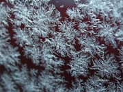17th Dec 2011 - Frost on my car