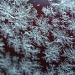Frost on my car by mittens