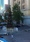 15th Dec 2011 - forrest place tree
