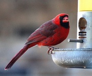17th Dec 2011 - Male cardinal with no crest