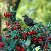 17th Dec 2011 - Blackbird in Cotoneaster