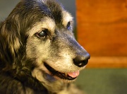 17th Dec 2011 - My old Girl