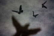 17th Dec 2011 - Shadow Puppets
