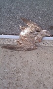 14th Dec 2011 - dead seagull