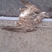 dead seagull by pleiotropy