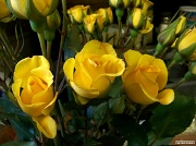 18th Dec 2011 - A dear friend brought me some yellow sweetheart roses...