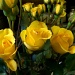 A dear friend brought me some yellow sweetheart roses... by marlboromaam