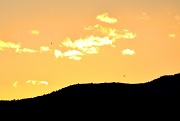 15th Dec 2011 - Seagulls at sunset