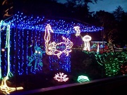 18th Dec 2011 - Under the sea in an octopus' garden with you