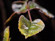 18th Dec 2011 - Frosty leaf