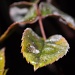 Frosty leaf by mattjcuk