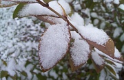 16th Dec 2011 - Snow!