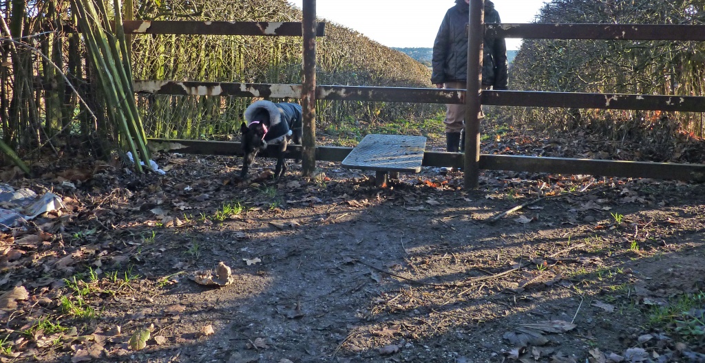 How to pass through a stile whippet style ! by phil_howcroft