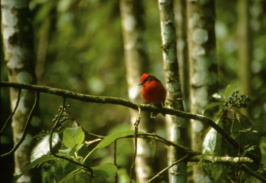 Vermillion Flycatcher by peterdegraaff