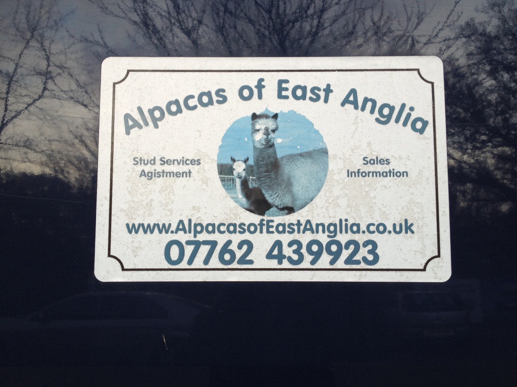 Alpacas of East Anglia by manek43509