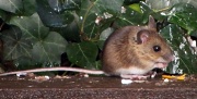 19th Dec 2011 - Little mouse