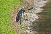 20th Dec 2011 - The 'Great Blue Heron'