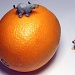 Big Juicy Orange by lisabell
