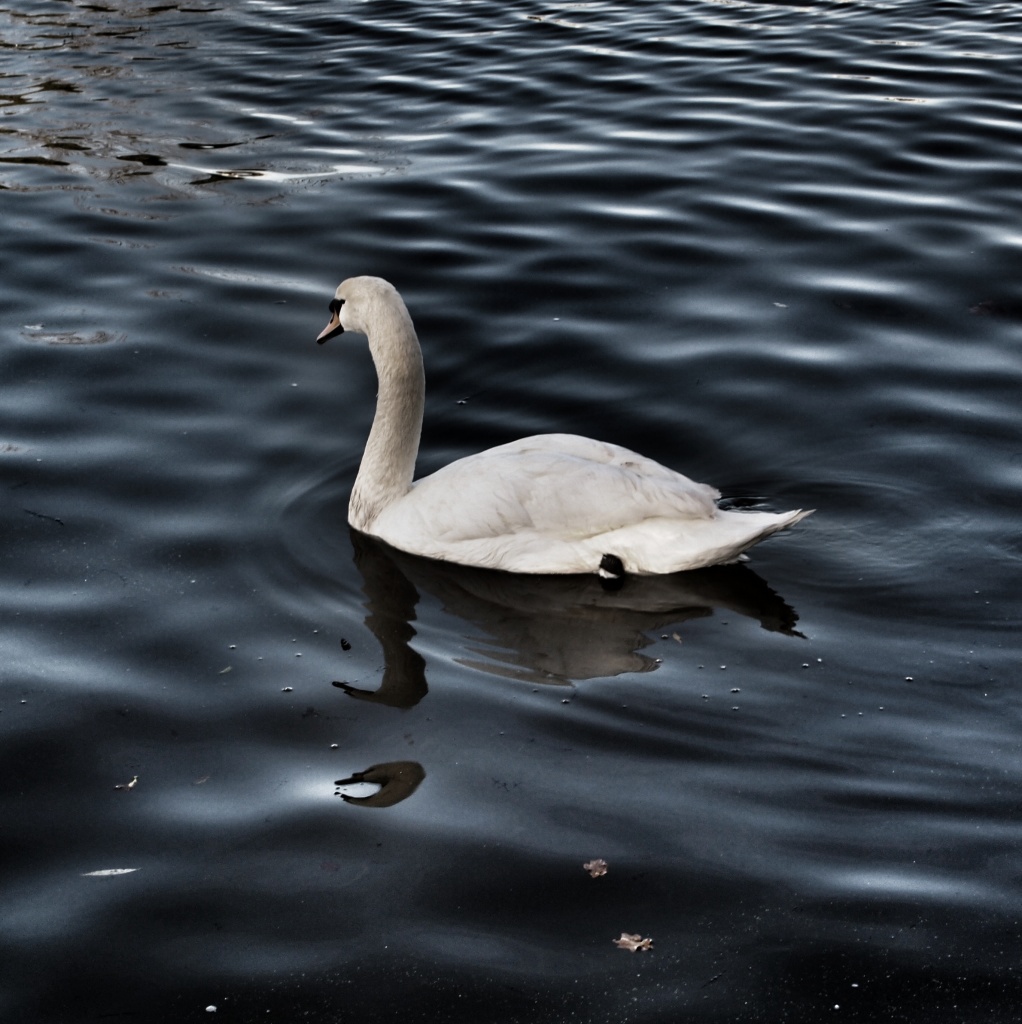 Another swan by mattjcuk