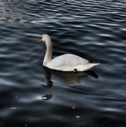 20th Dec 2011 - Another swan
