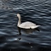 Another swan by mattjcuk