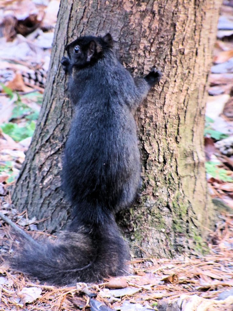 Tree hugger by maggie2