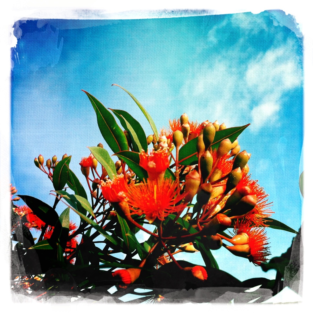 Beneath the flowering gum and wisps of cloud by peterdegraaff