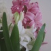 the pink intruder hyacinth (see Dec 16th) by quietpurplehaze