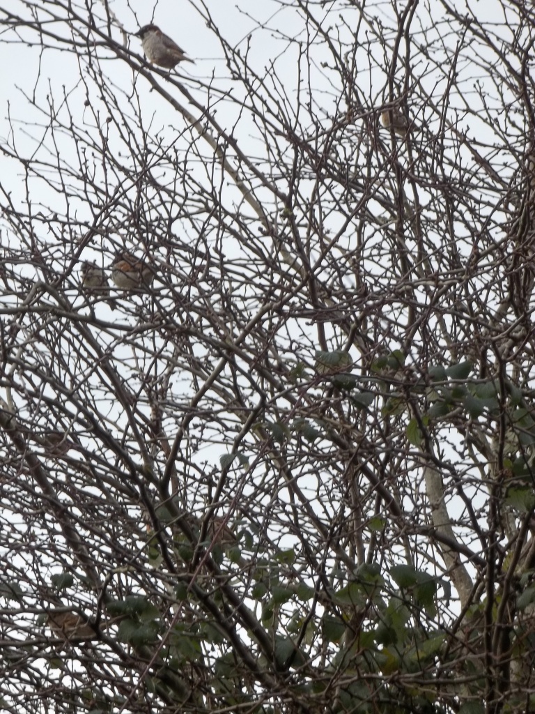 Sparrow Spotting by rosbush