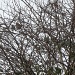 Sparrow Spotting by rosbush