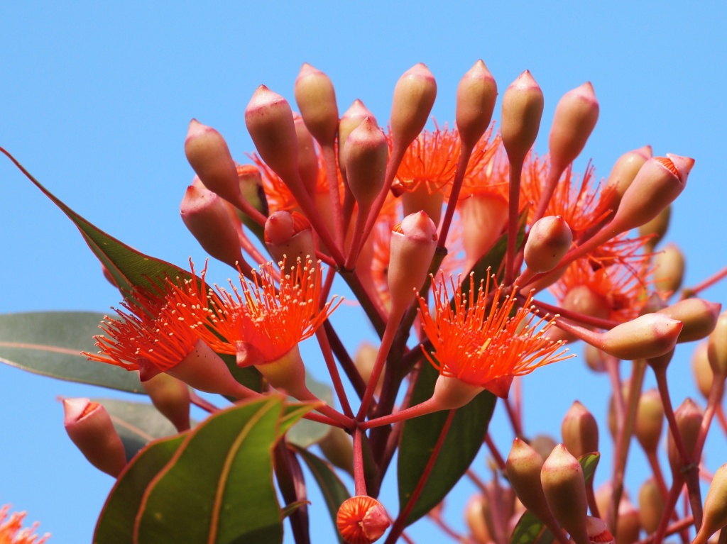 Flowering gum (I am not bouquet...at least until cut!) by peterdegraaff