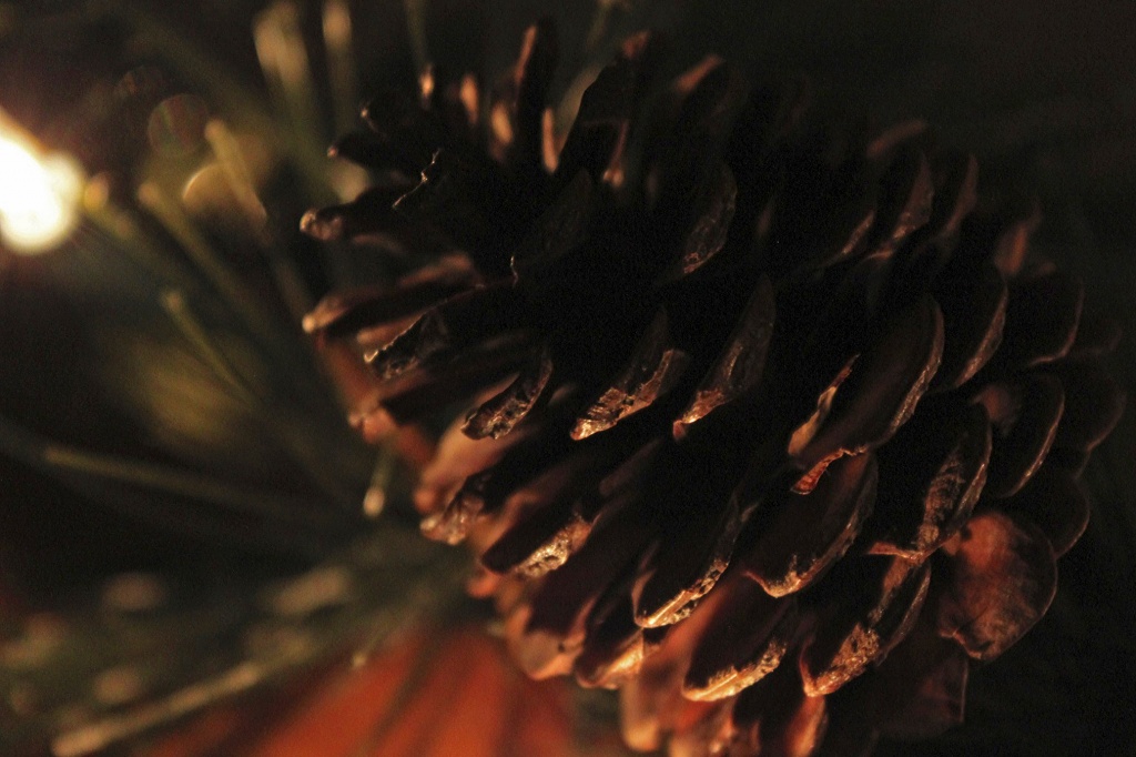 Pinecone by lisabell