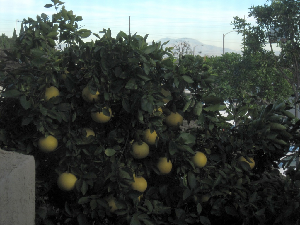 Grapefruit view from the window by Weezilou