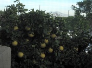 2nd Jan 2010 - Grapefruit view from the window