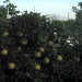 Grapefruit view from the window by Weezilou