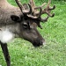 Rudolph or someone like that.  by maggie2