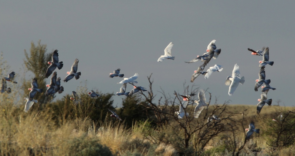 the pre-sunset screeching - galahs and corellas by lbmcshutter