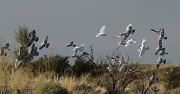 21st Dec 2011 - the pre-sunset screeching - galahs and corellas