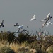 the pre-sunset screeching - galahs and corellas by lbmcshutter