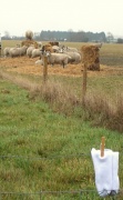 20th Dec 2011 - While Shepherds...