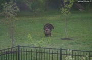 22nd Dec 2011 - Wild Turkey