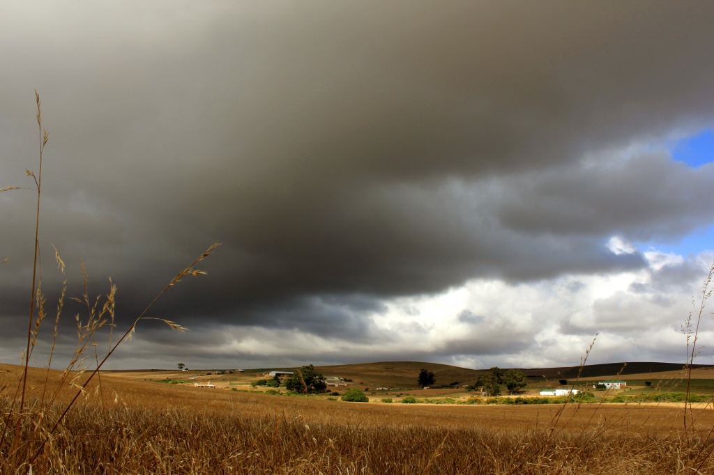 Storm brewing over the wheatlands by eleanor