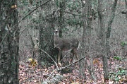 19th Dec 2011 - Deer in Hiding