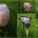 Live and let die. Coprinus comatus by pyrrhula