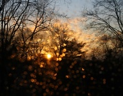 22nd Dec 2011 - A little later after the storm (with bokeh, too)
