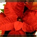 things that say "merry Christmas" - poinsettia by summerfield