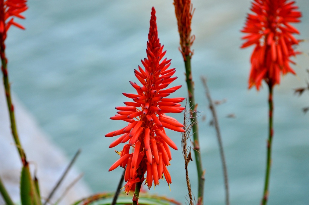 Red Hot Poker by philbacon